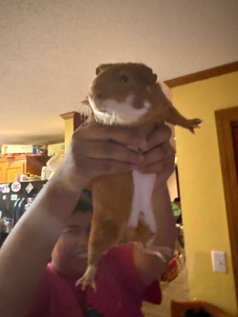 Male guinea pig (Pink hill)63402106067459121