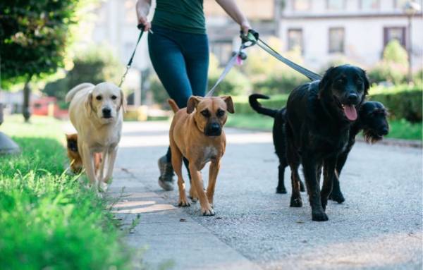 Dog and Cat Walking in ALL AREAS of New York City 1