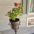 Potted Geranium Plant Resting in a Black Metal Plant Stand 1 thumbnail