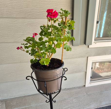 Potted Geranium Plant Resting in a Black Metal Plant Stand 1