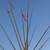 Lodgepole Pine TiPi Poles 16 thumbnail