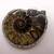 Vintage Polished Ammonite Fossil Pendant 1 thumbnail