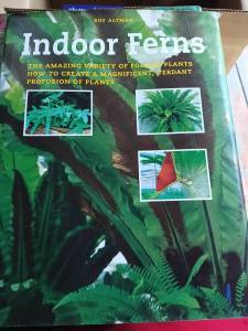 Indoor Ferns 1