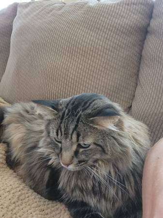 FREE to good home (Palm Springs)63658067232643121