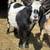Nigerian dwarf goats 2 thumbnail