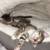 Free kittens 1 thumbnail
