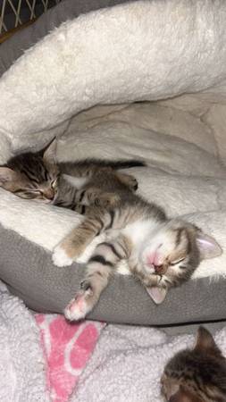 Free kittens 1