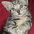 Fluffy kitten 2 thumbnail