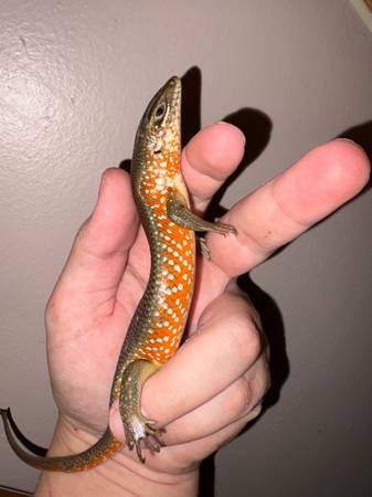 Red sided skinks. 1