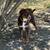 Toy Australian Shepherd 1 thumbnail