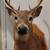 Taxidermy Shoulder Mounted Deer 2 thumbnail