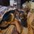AKC GERMAN SHEPARD PUP 2 thumbnail