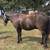 Broke gelding pony 8 thumbnail