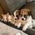Rehoming german shephered mix puppies 1 thumbnail