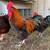 Chickens@GBCF - Exhibition Quality French Black Copper Marans 2 thumbnail
