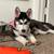 4 month old female husky:) 8 thumbnail