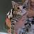 12 week old kittens 3 thumbnail