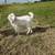 Boer goats for sale or trade 2 thumbnail