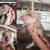 Juliana Mini Pigs 10 thumbnail