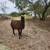 Male Llamas 3 years old intact 1 thumbnail