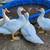 Muscovy Ducks, 6weeks-13weeks 2 thumbnail