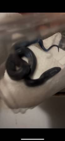 Mexican black king snake hatching rehoming (Daytona)63846014251521120