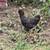 Americana Pullets 2 thumbnail