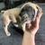 Cane corso 5 thumbnail