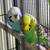 Budgies 1 thumbnail