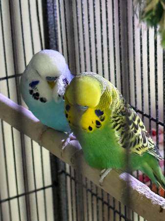 Budgies 1