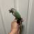 Green cheek conure 2 thumbnail