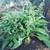 Comfrey plant 2 thumbnail