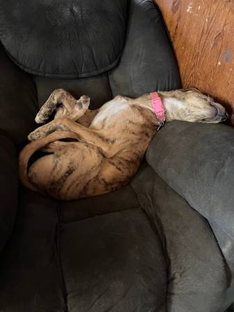 Free Great Dane/ Pit mix pup 1