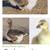 Giant Dewlap Toulouse Goslings 2 thumbnail