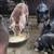 Pigs 4 thumbnail