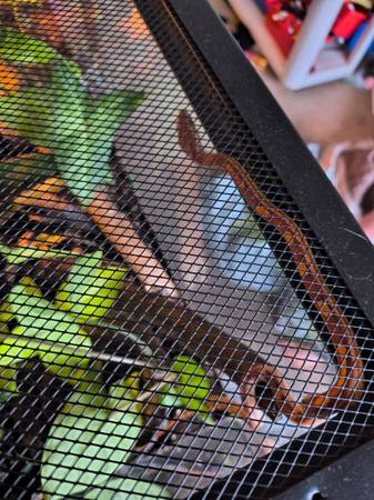 Serpiente de maíz elegante en terrario biológico (Richland)63827961733635124