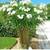 Madagascar Palm ///// PACHYPODIUM lamerei 1 thumbnail