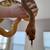 Adult male woma python 2 thumbnail