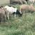 79 lambs 2 thumbnail