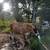 Jersey Cows & Heifer Calves 5 thumbnail