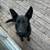 German shepherd pup 1 thumbnail