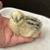 Silkie Hatching Eggs 4 thumbnail