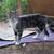 rescue cats - young spayed females - super sweet - need new homes 2 thumbnail