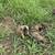 Anatolian Shepherd 2 thumbnail