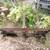 Skid Loader Pallet Fork 2 thumbnail