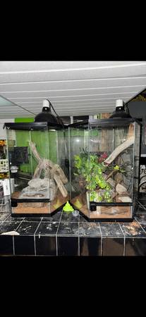 20 gallon hexagon tanks with supplies 1