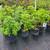 Sky Pencil Holly, Emerald Petite & Little Giant Arborvitae, and more. 8 thumbnail