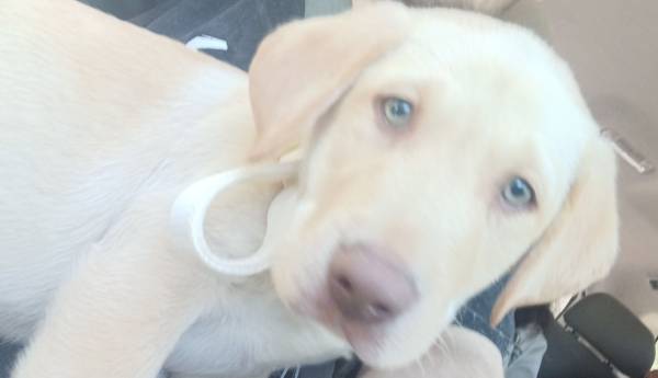 Golden lab (Benton City)63469809415427122