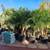 **Special Price! Healthy Pygmy palm, King palm, Staghorn Fern 2 thumbnail