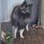 AKC Registered Keeshond Stud Service Offered 3 thumbnail